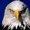 War Eagle