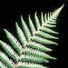 Silverfern