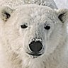 Whitebear2