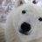 Whitebear4